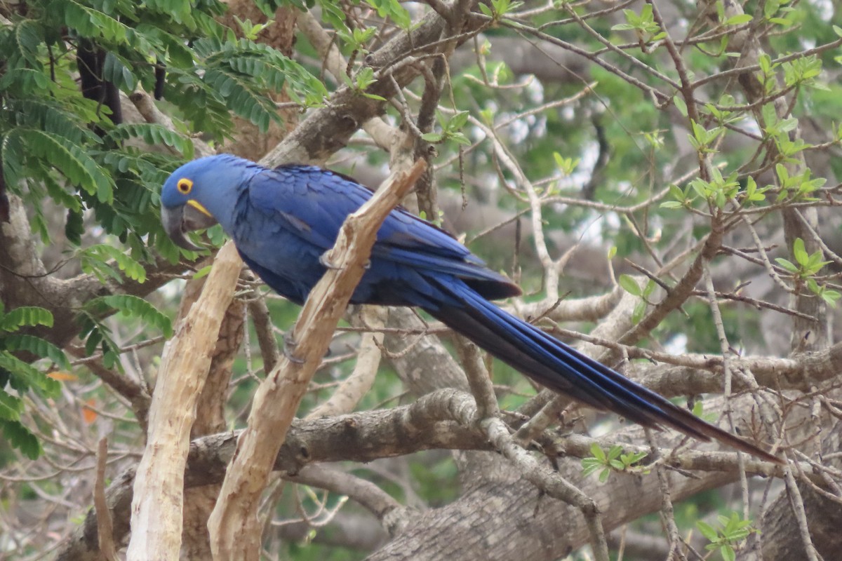 Hyacinth Macaw - ML642007015