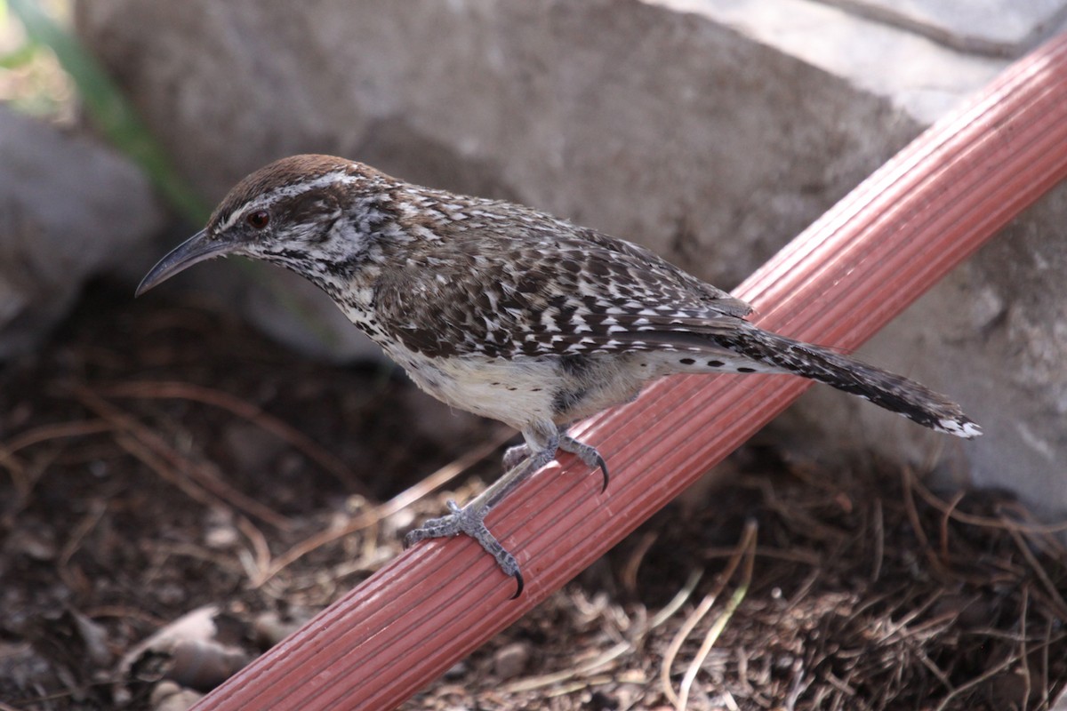 Cactus Wren - ML642007020