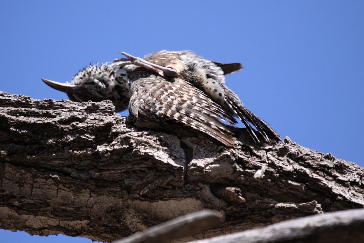 Cactus Wren - ML642007022