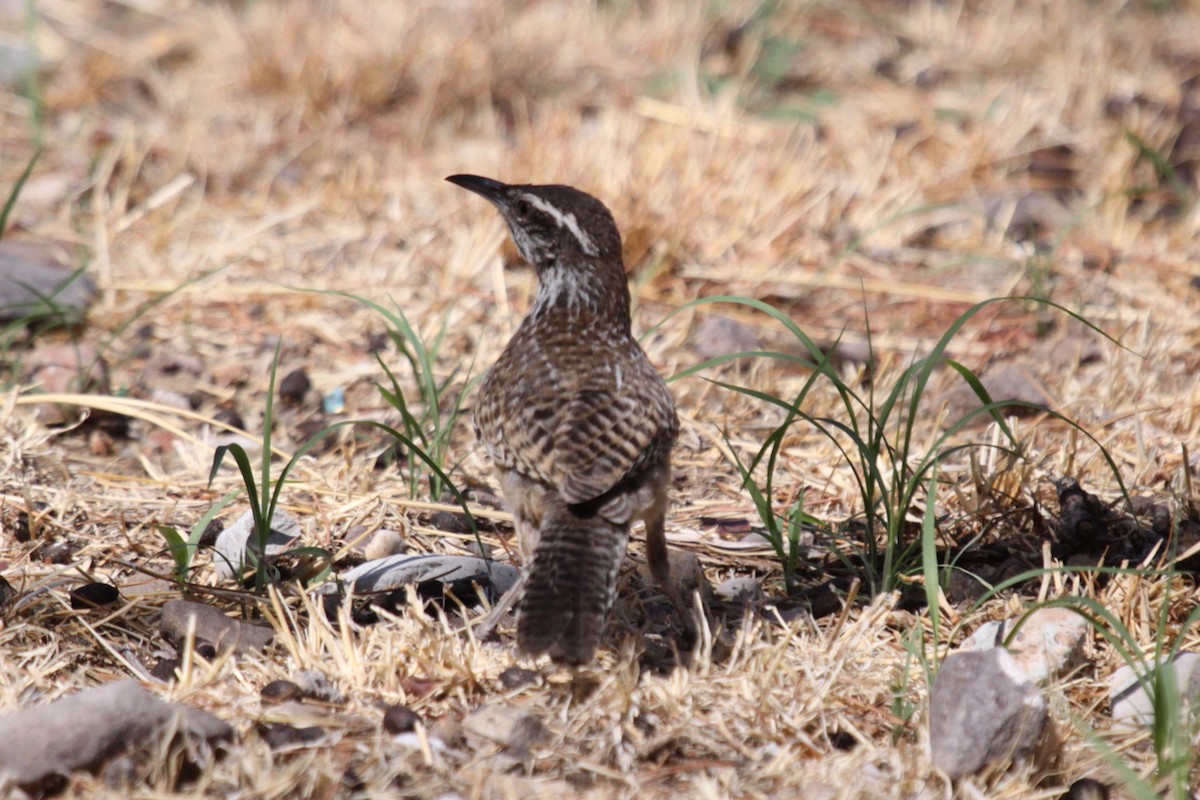 Cactus Wren - ML642007024