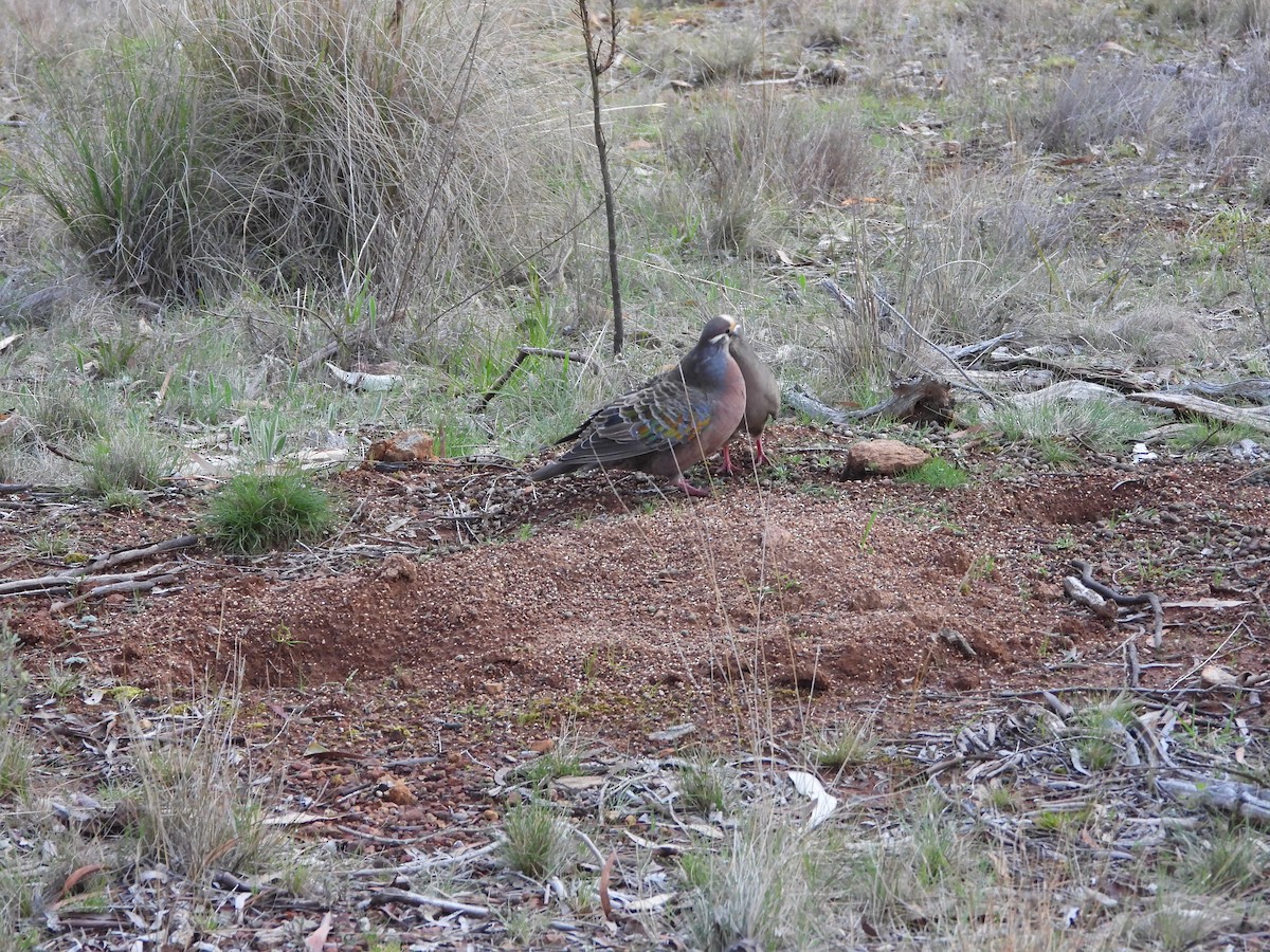 Common Bronzewing - ML642007025