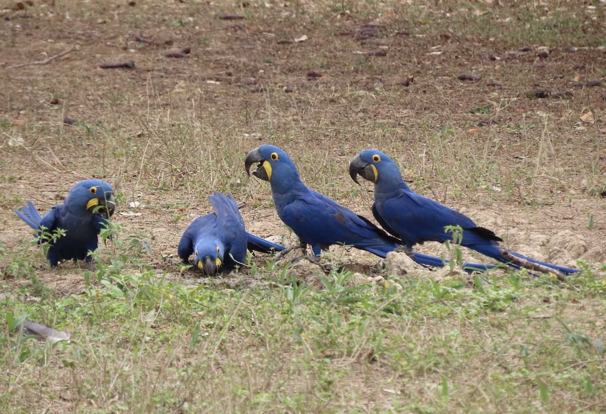 Hyacinth Macaw - ML642007029