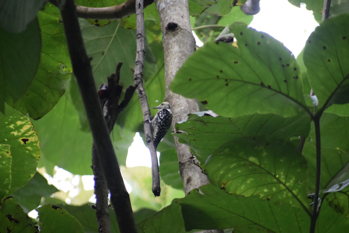 Yellow-crowned Woodpecker - ML642007040