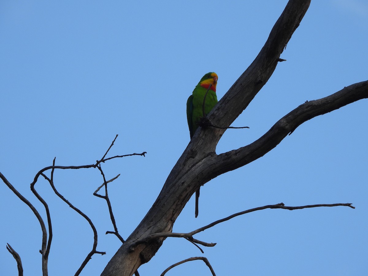 Superb Parrot - ML642007042