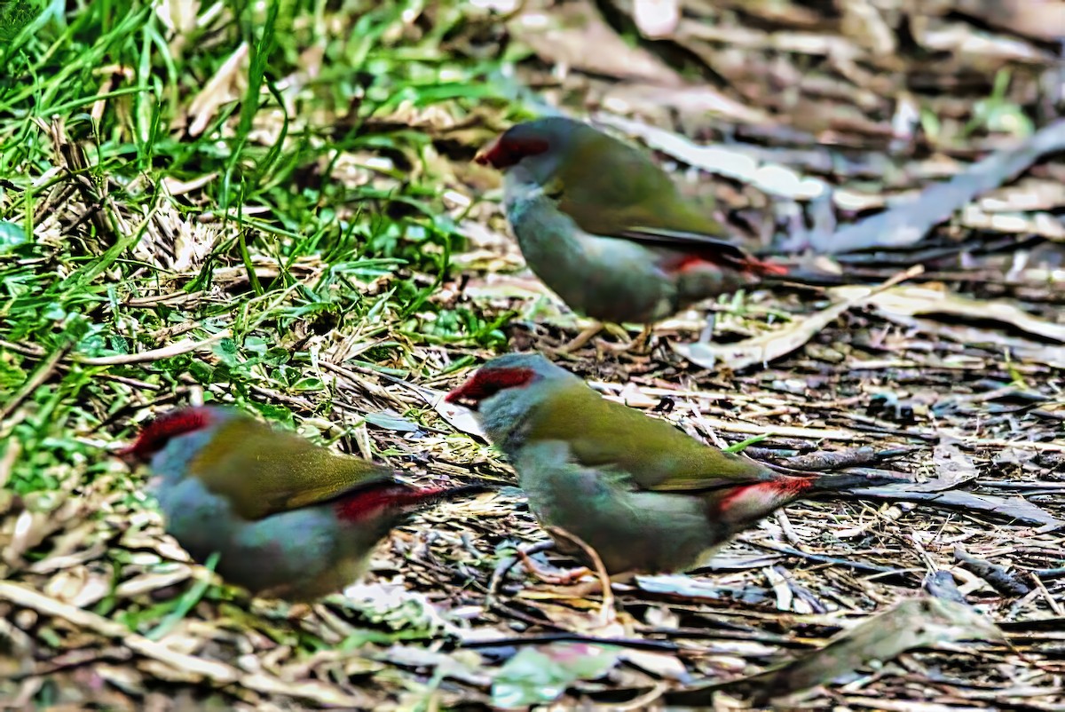 Red-browed Firetail - ML642007045