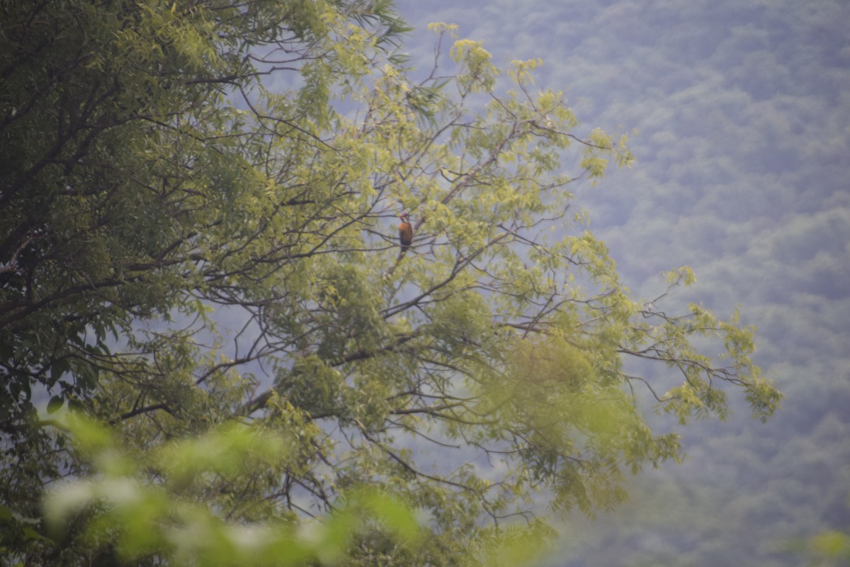 Black-rumped Flameback - ML642007049
