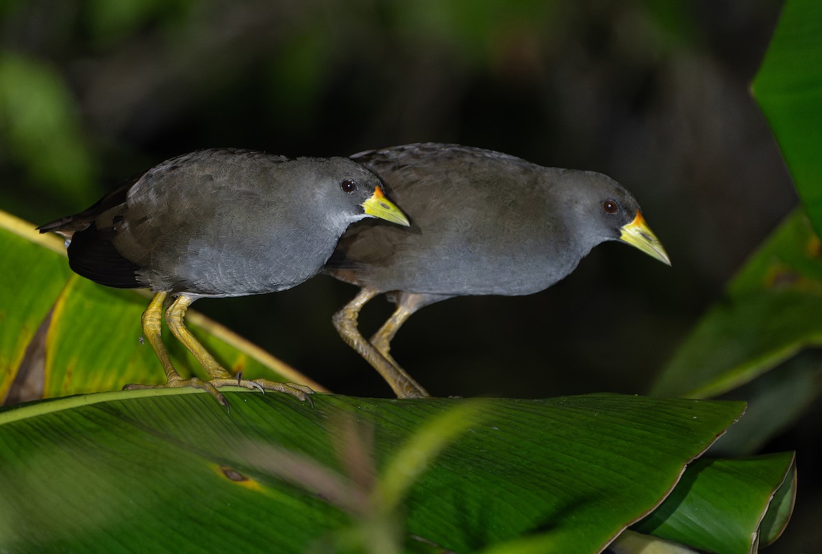 Pale-vented Bush-hen - ML642007051