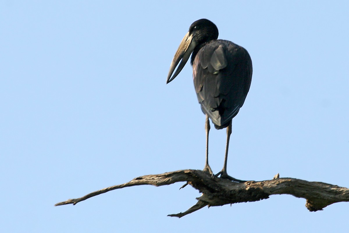 African Openbill - ML642007052
