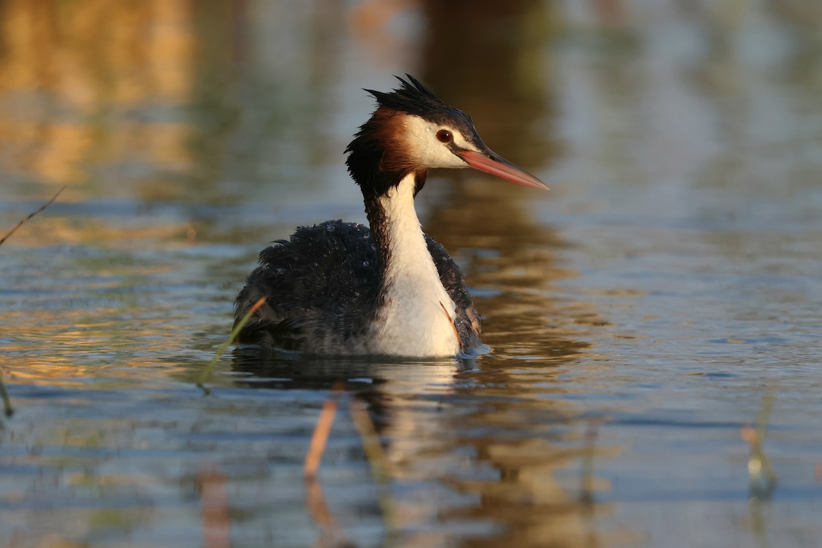 Great Crested Grebe - ML642007053