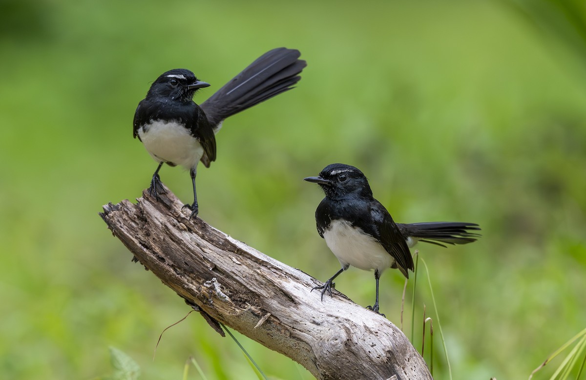 Willie-wagtail - ML642007054