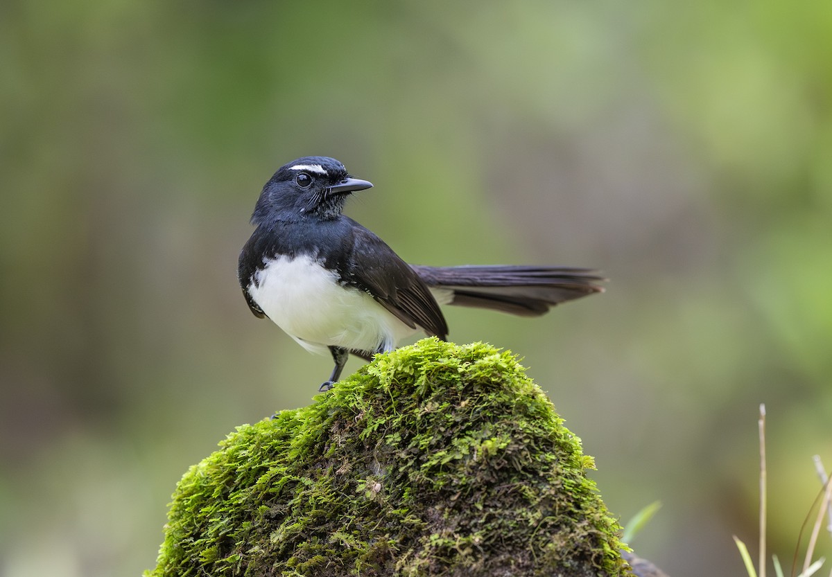 Willie-wagtail - ML642007055
