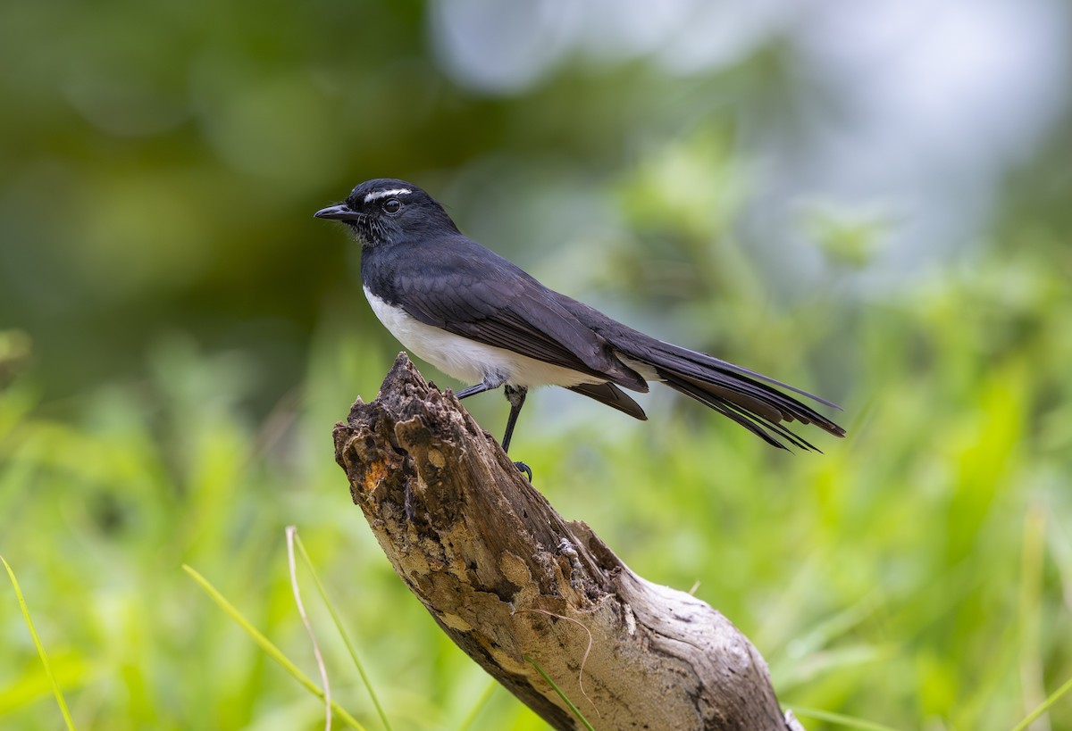 Willie-wagtail - ML642007056