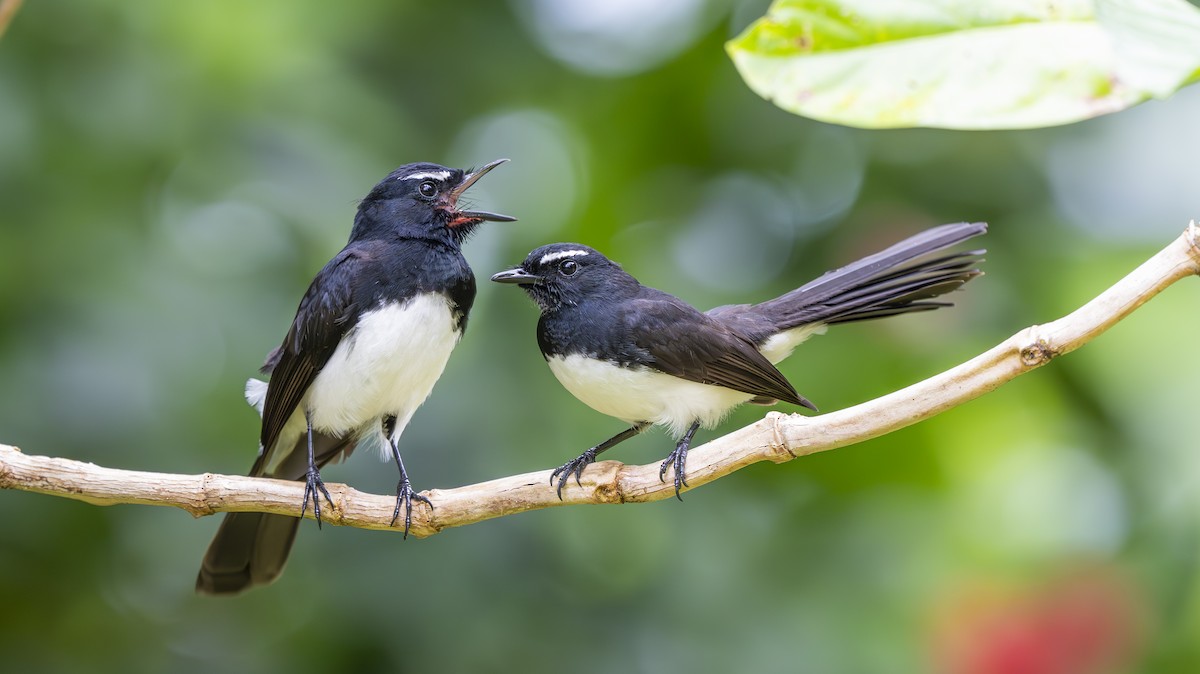 Willie-wagtail - ML642007058