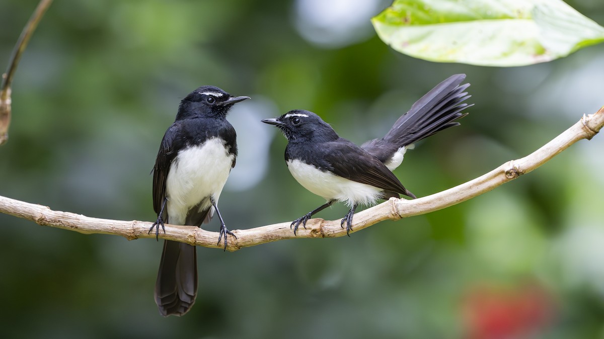 Willie-wagtail - ML642007059