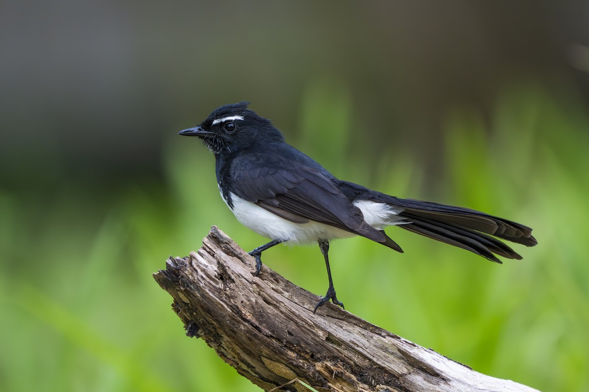 Willie-wagtail - ML642007060
