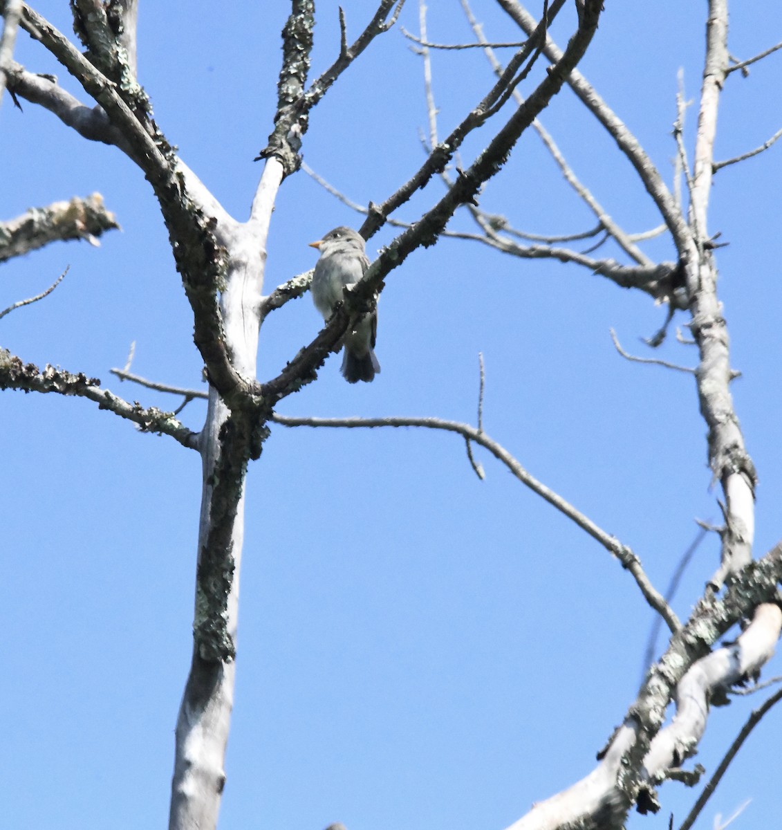 Eastern Wood-Pewee - ML642007061
