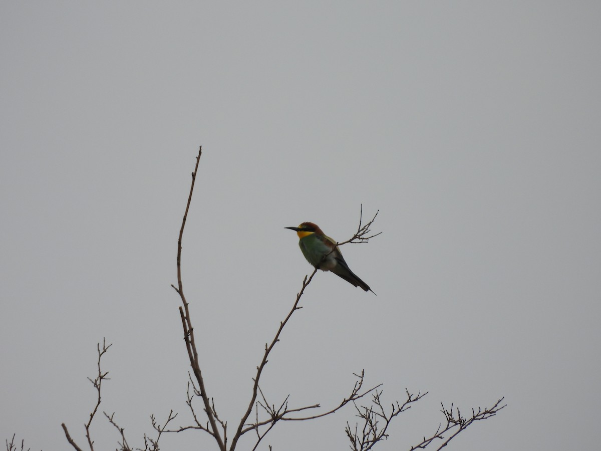 European Bee-eater - ML642007065