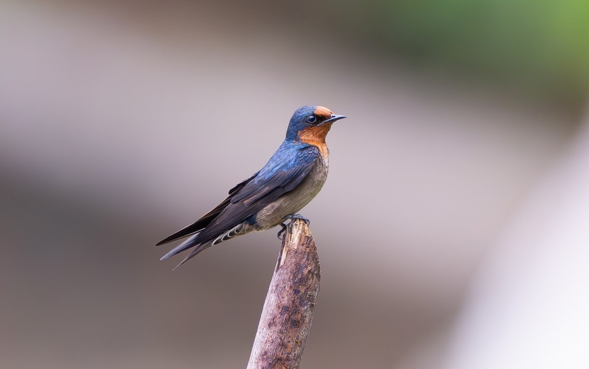 Pacific Swallow - ML642007066