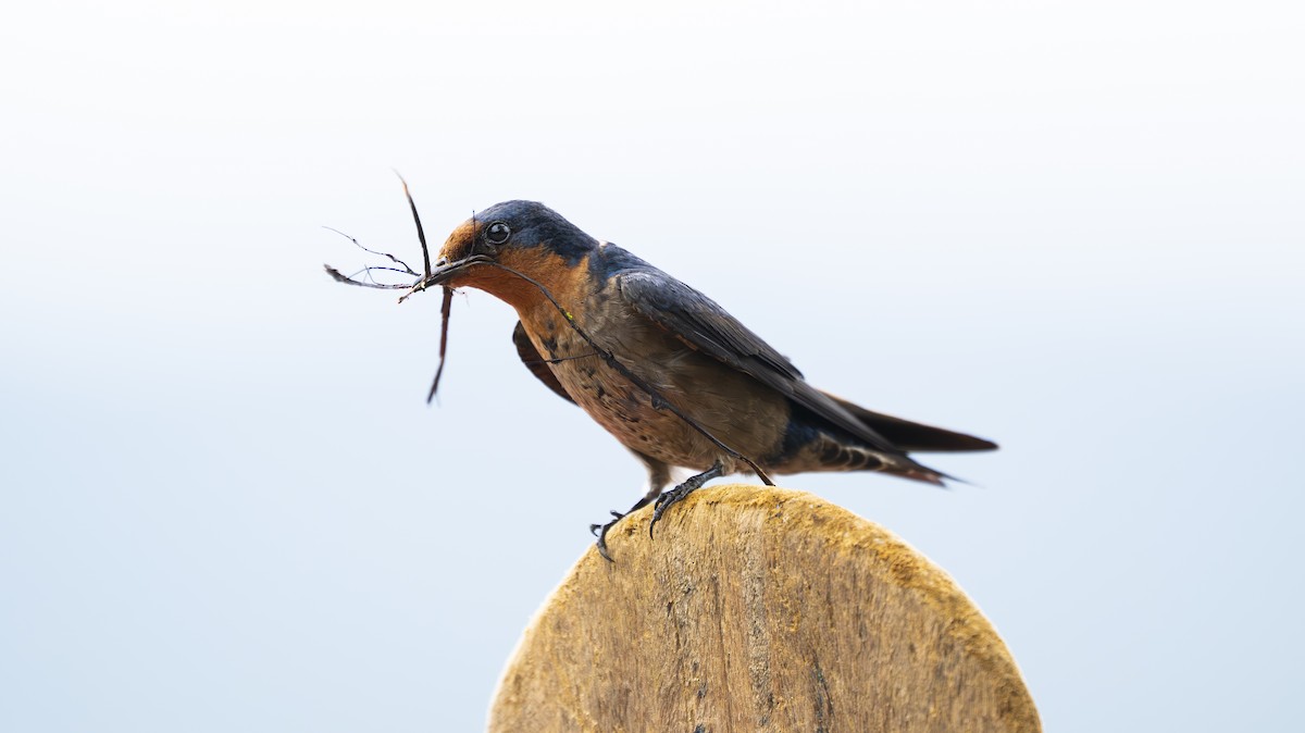 Pacific Swallow - ML642007067