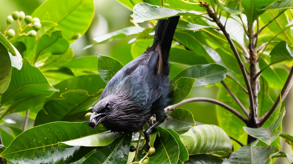 Brown-winged Starling - ML642007075