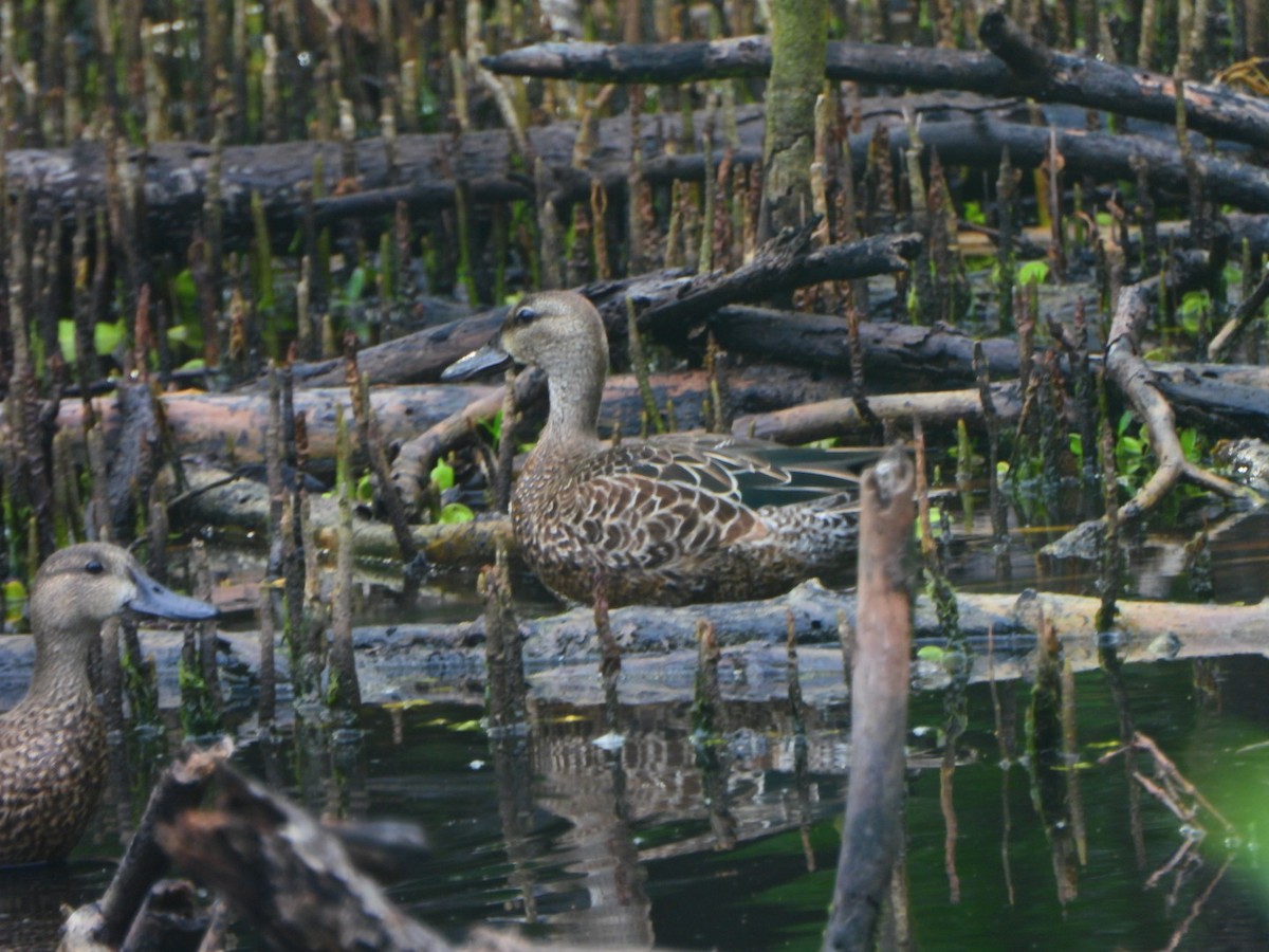 Blue-winged Teal - ML642007082
