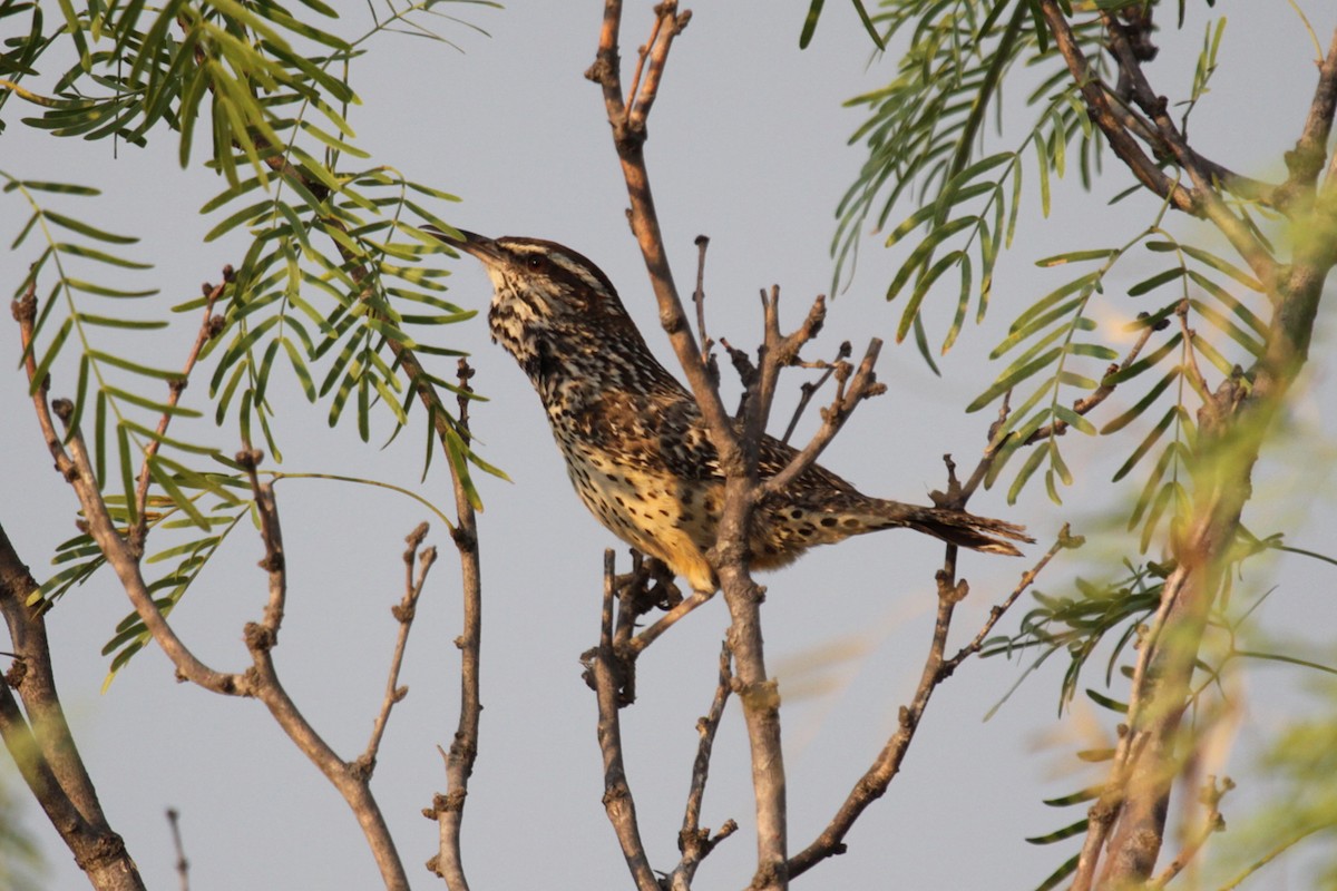 Cactus Wren - ML642007085
