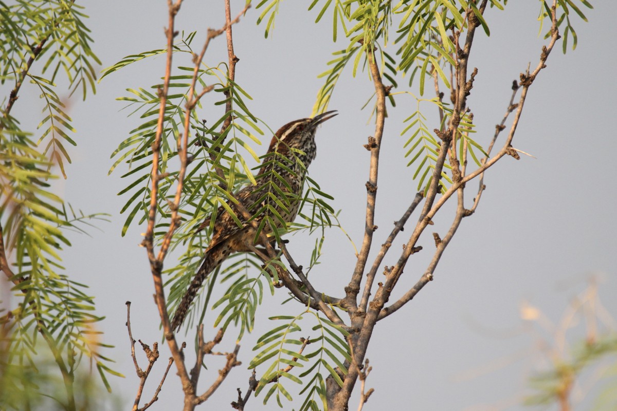 Cactus Wren - ML642007086