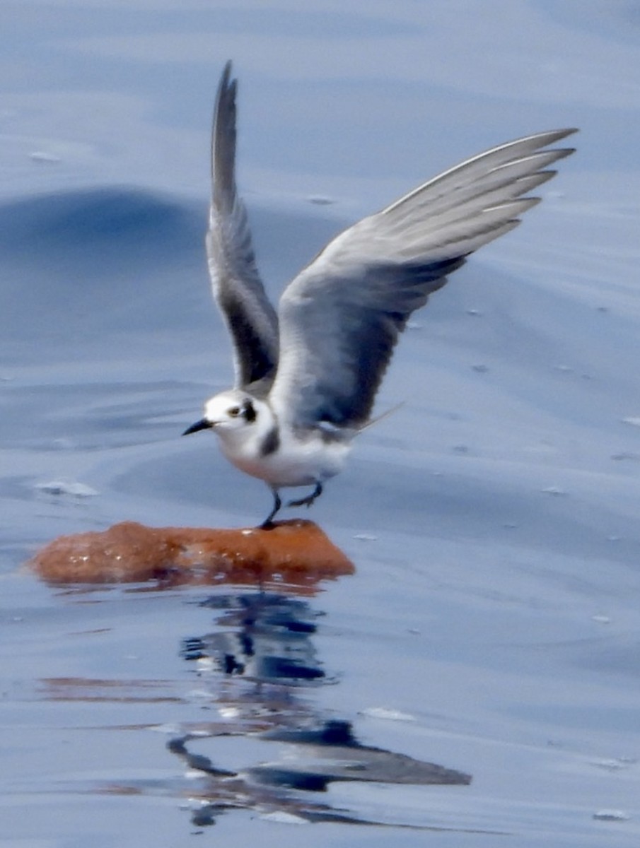 Black Tern - ML642007087