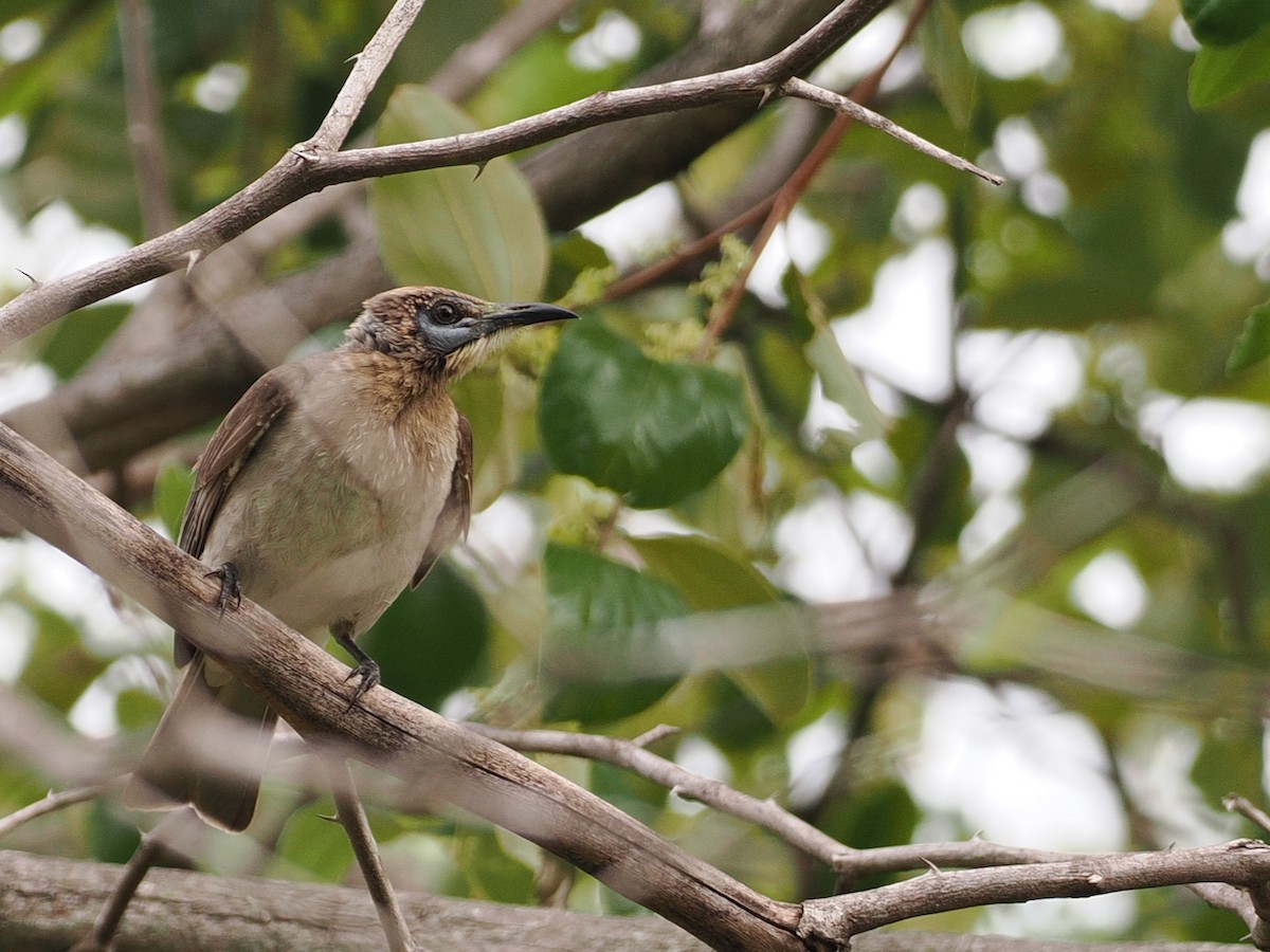 Little Friarbird - ML642007091