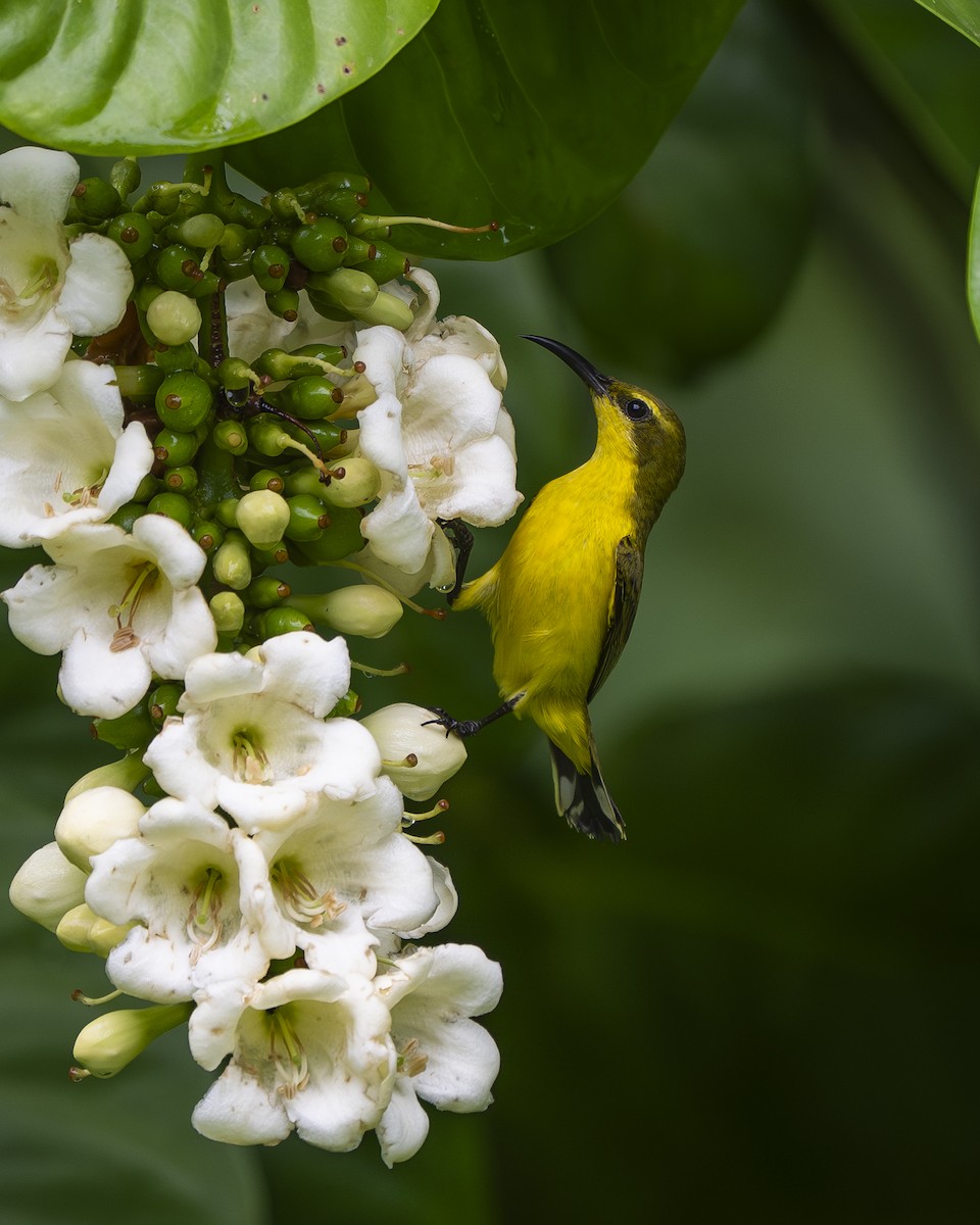 Sahul Sunbird - ML642007104