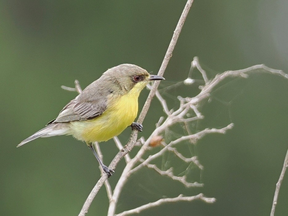 White-throated Gerygone - ML642007105