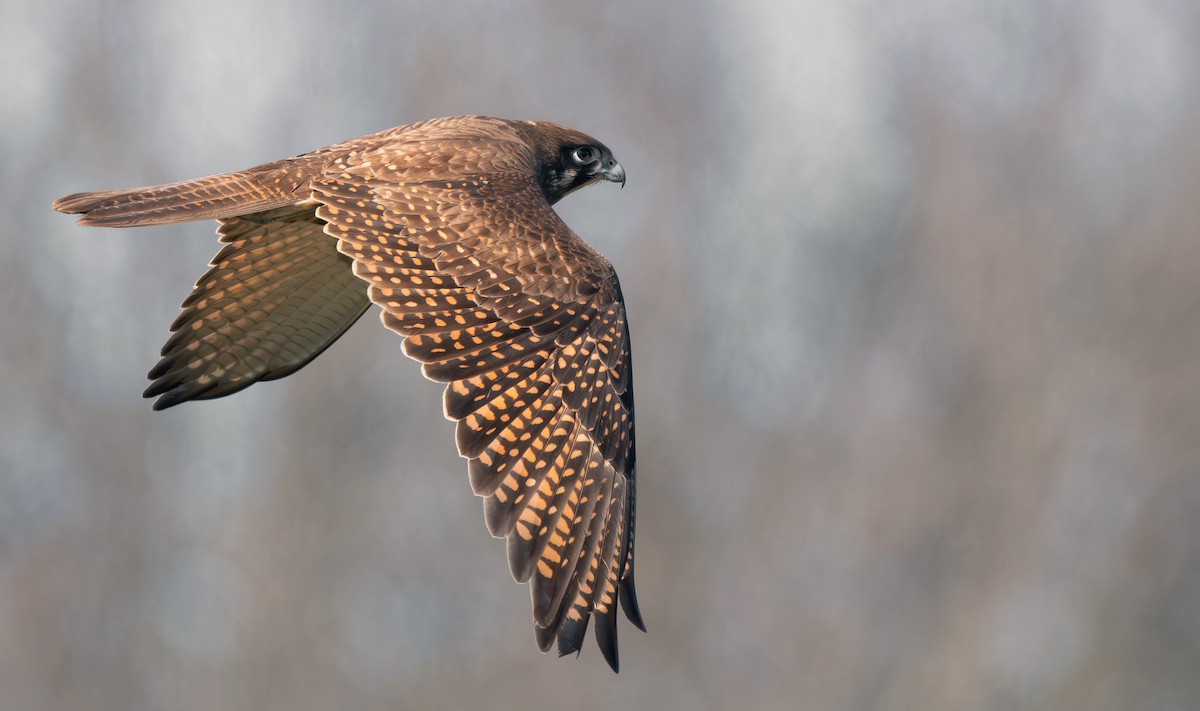 Brown Falcon - ML642007139