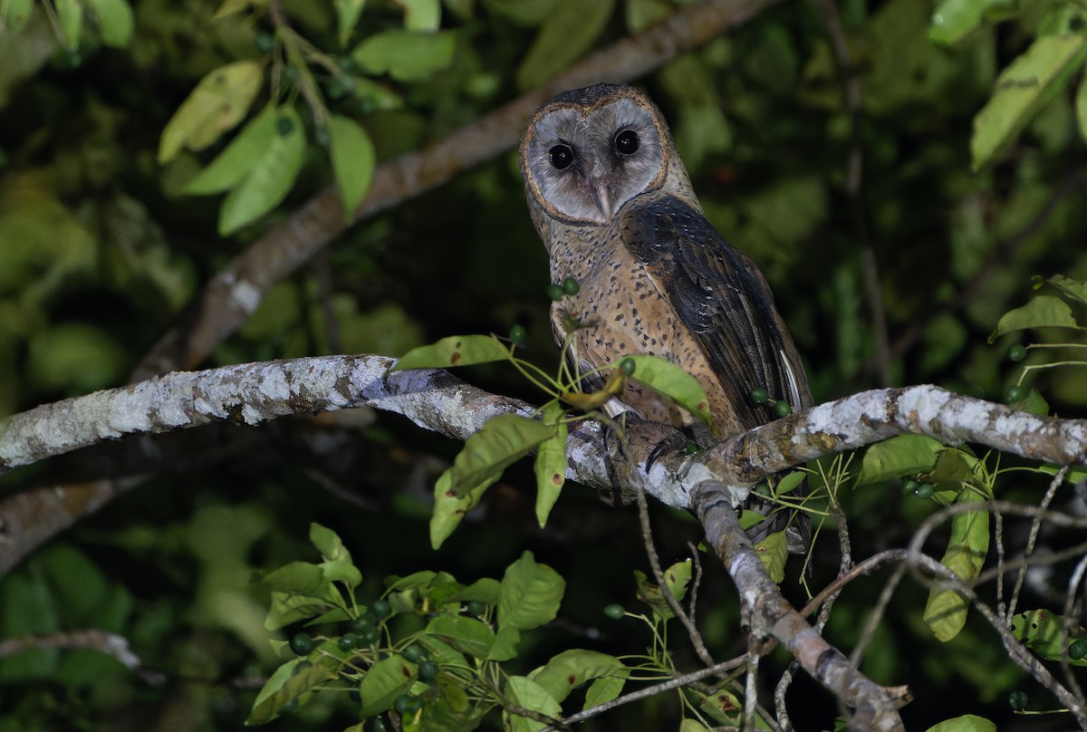 Sulawesi Masked-Owl - ML642007142