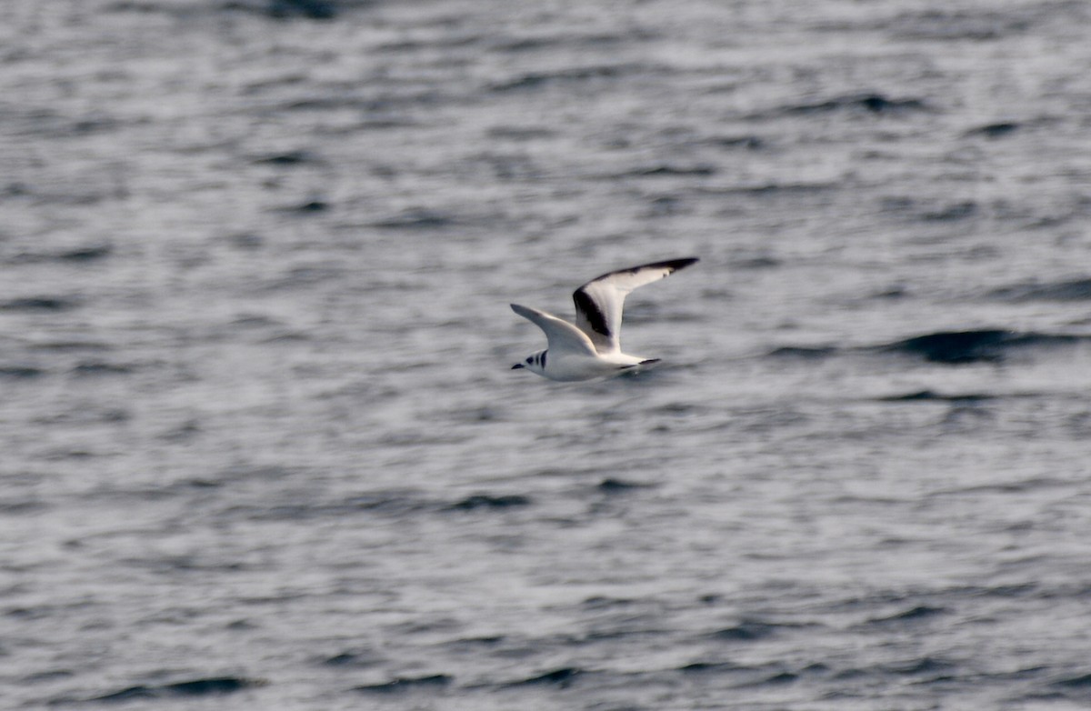 Black-legged Kittiwake - ML642007144