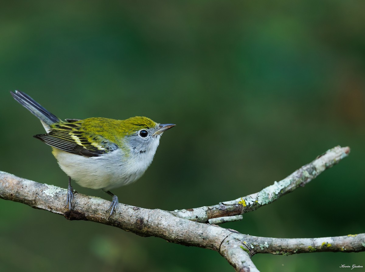 Chestnut-sided Warbler - ML642007151