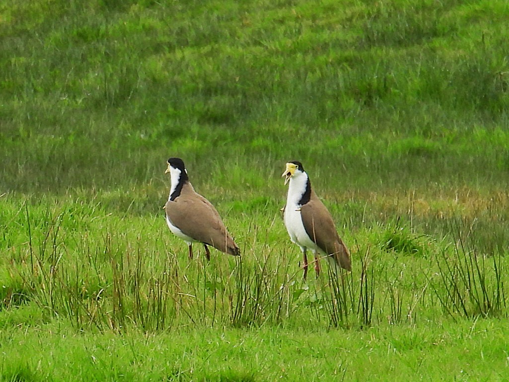 Masked Lapwing - ML642007160