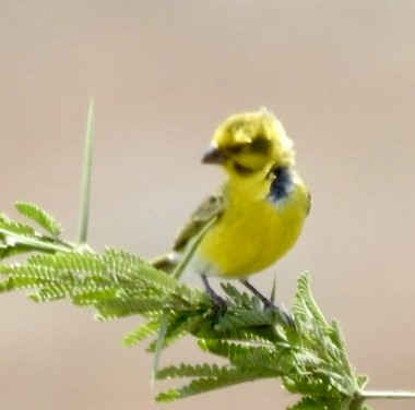 White-bellied Canary - ML642007165
