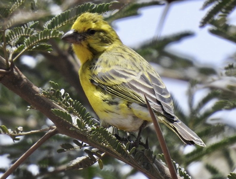 White-bellied Canary - ML642007167