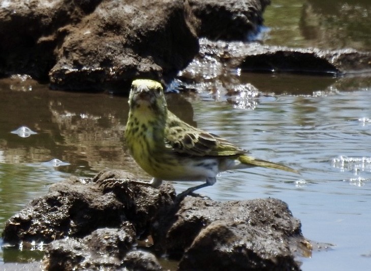 White-bellied Canary - ML642007168