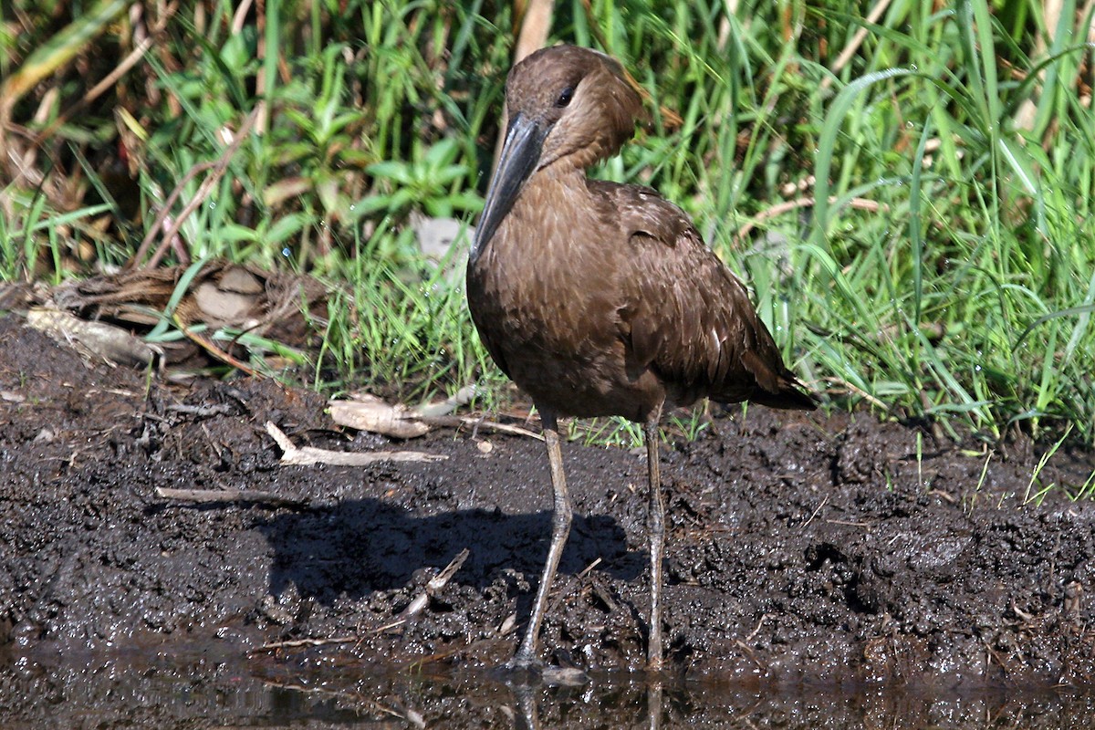 kladivouš africký - ML642007170