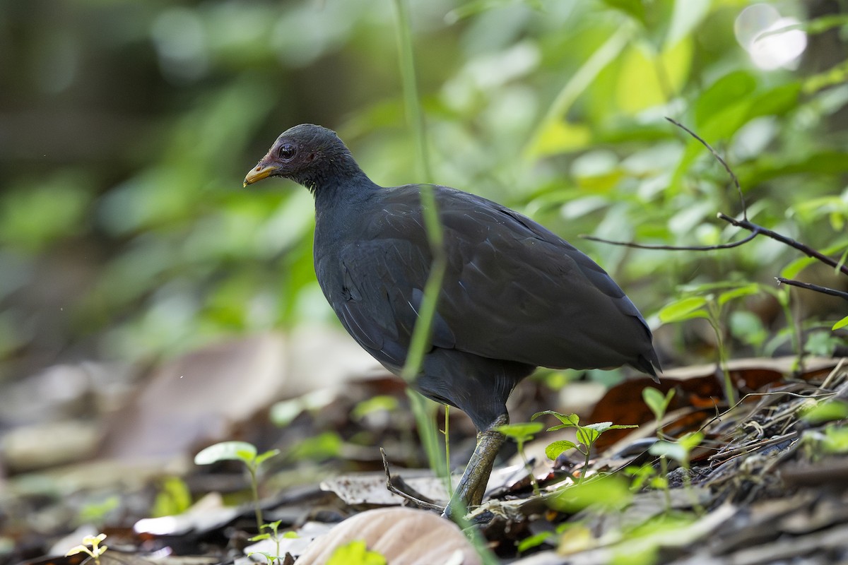 Melanesian Megapode - ML642007172
