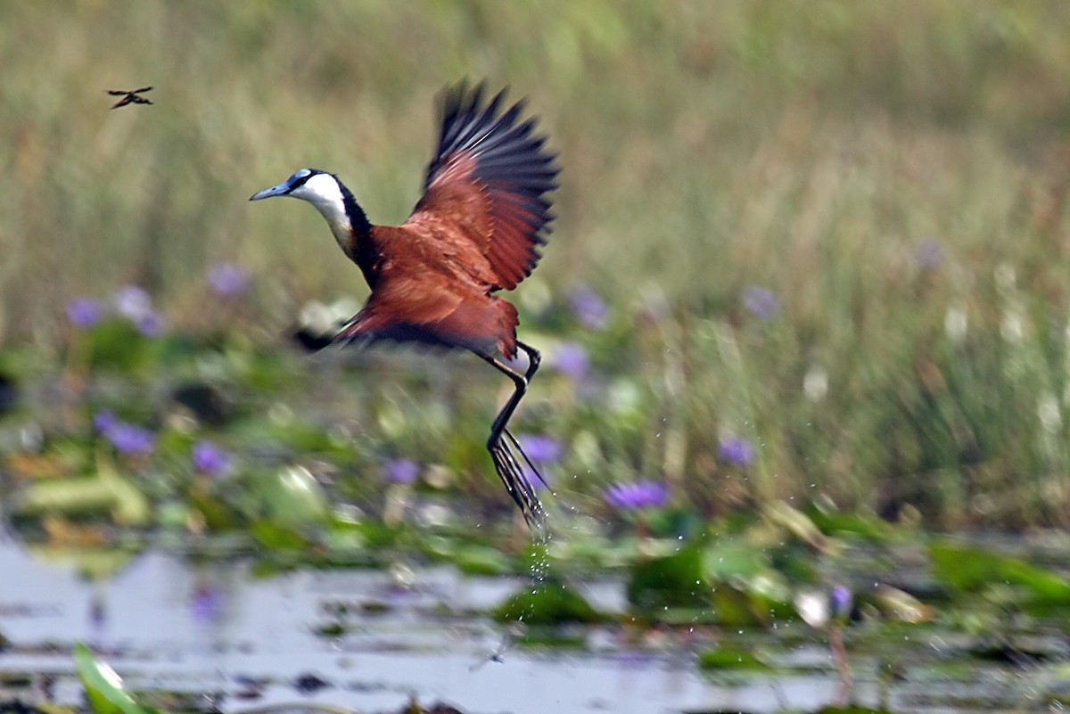 ostnák africký - ML642007173