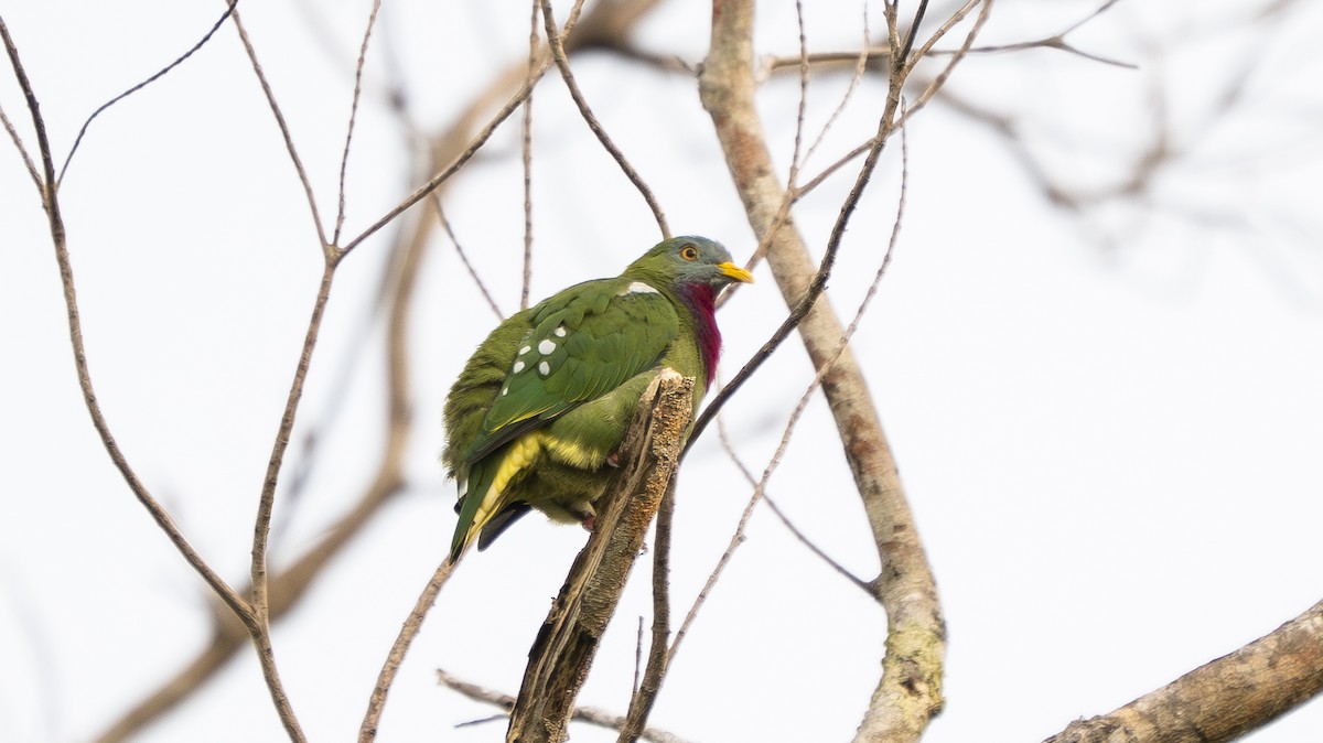 Claret-breasted Fruit-Dove - ML642007174