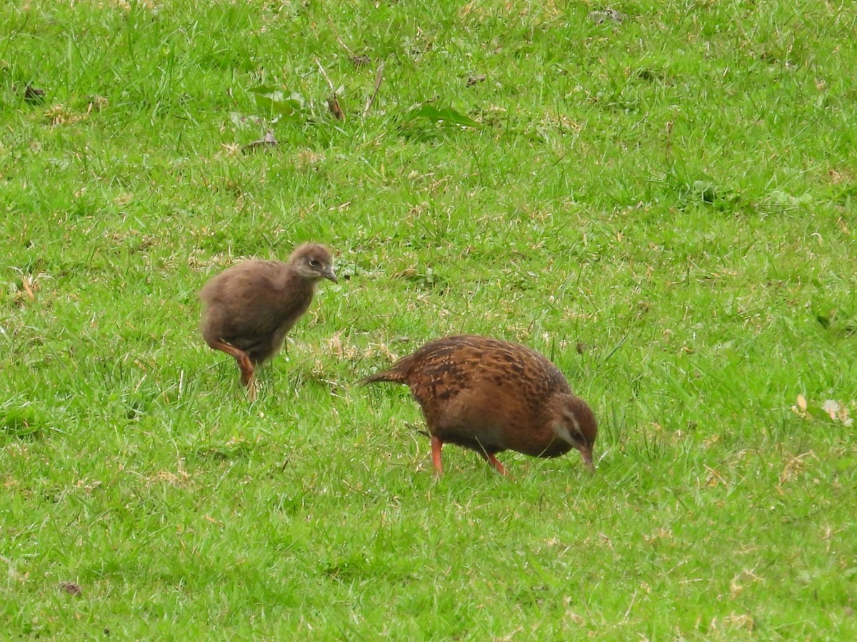 Weka - ML642007179