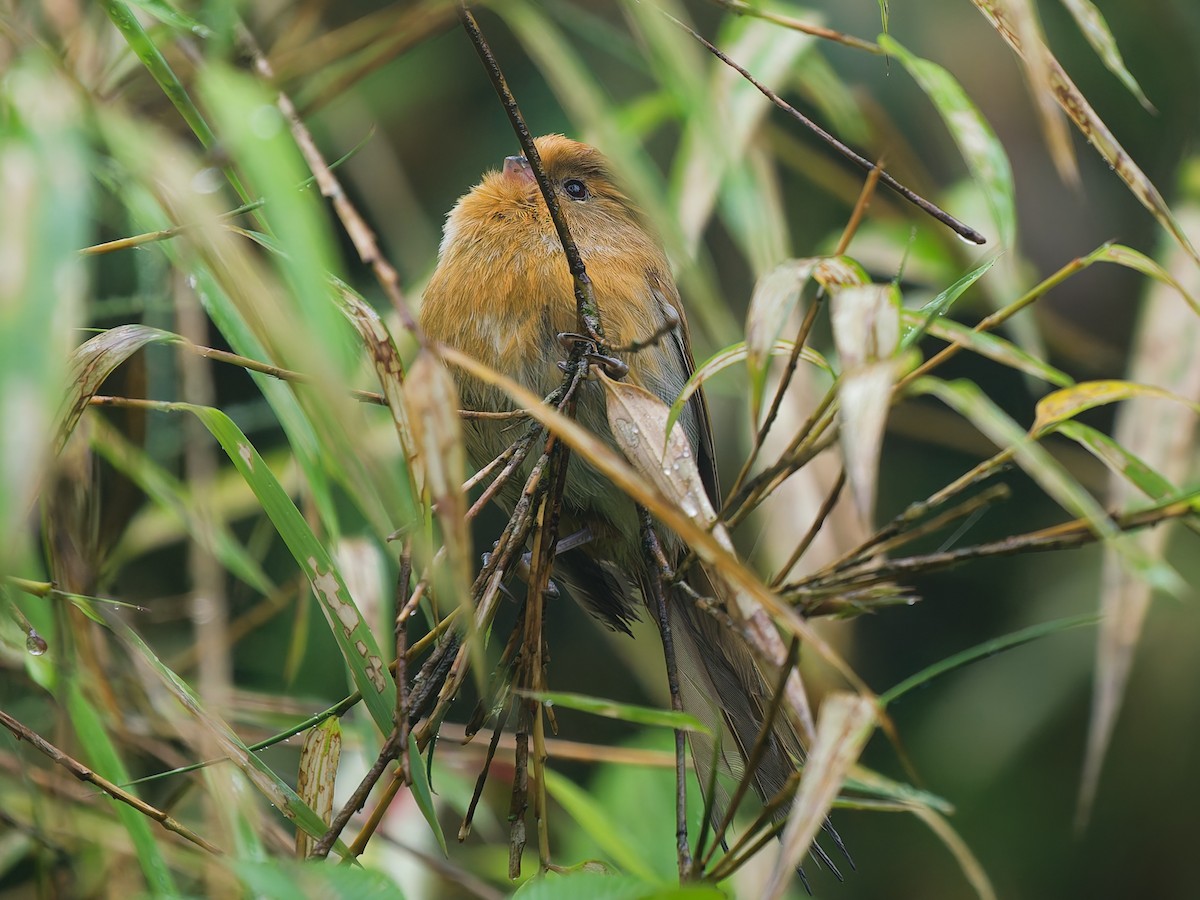 Fulvous Parrotbill - ML642007182