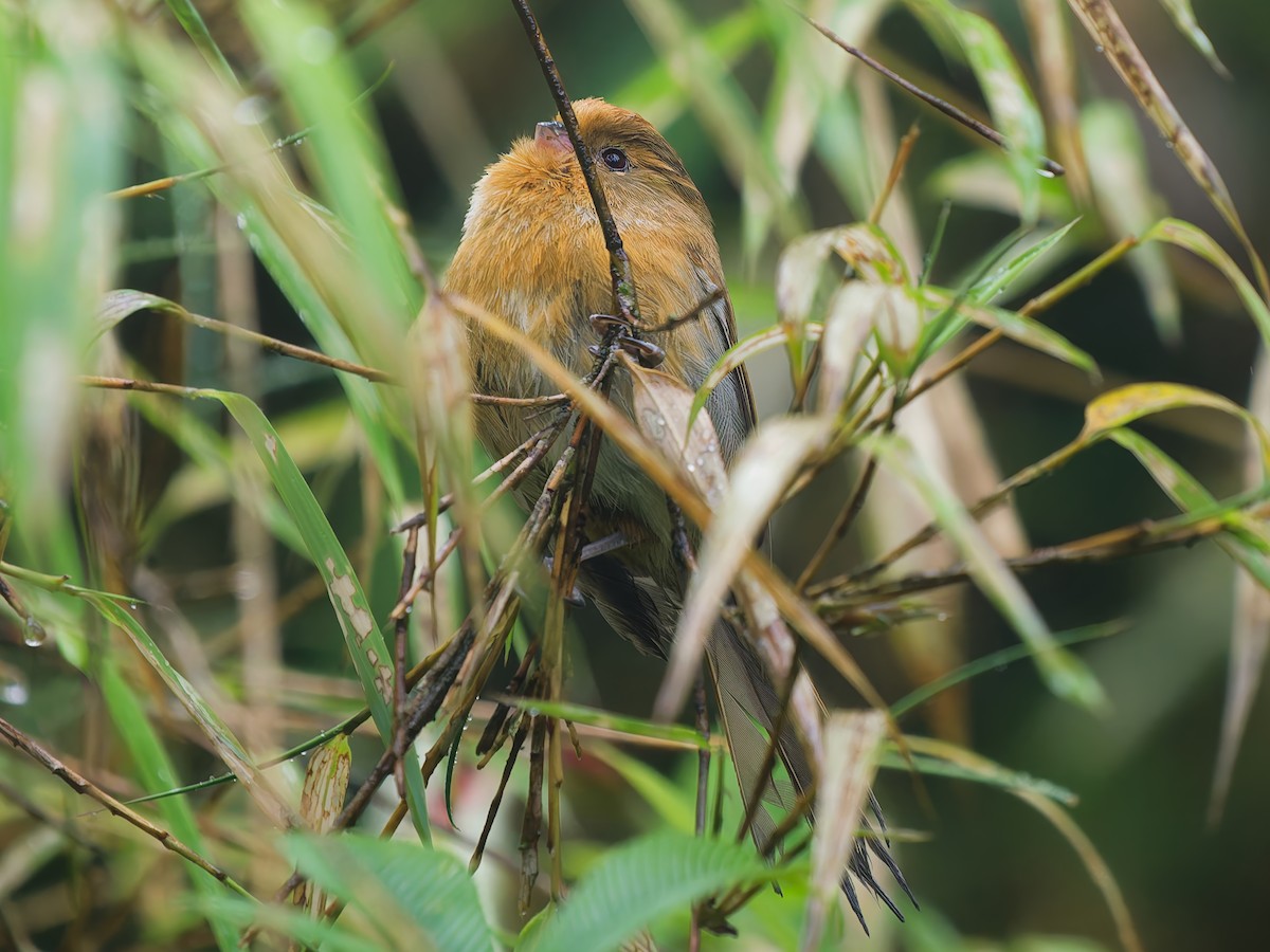 Fulvous Parrotbill - ML642007183