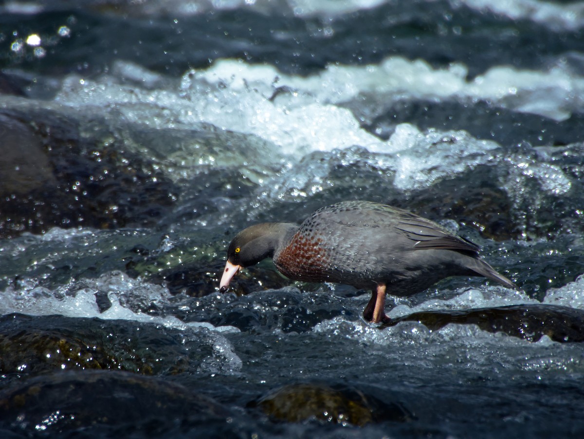 Blue Duck - ML642007185