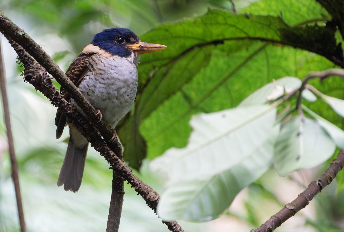 Scaly-breasted Kingfisher - ML642007200