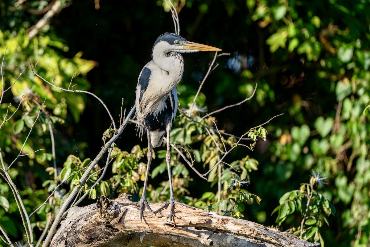 Cocoi Heron - ML642007205