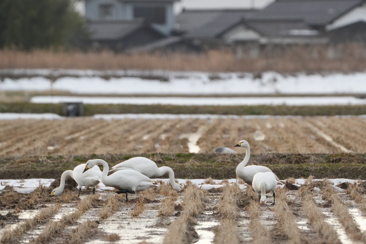 Cigno minore (bewickii) - ML642007207